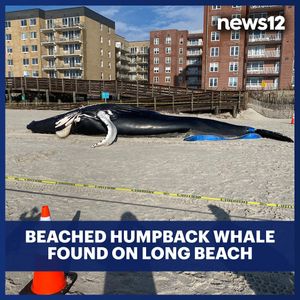 Image post by @news12li on Instagram