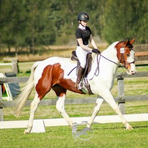 Image post by @performancesaddlefitssthsydney on Instagram