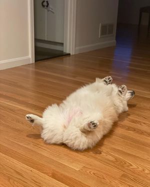 Image post by @madmax_fluffyroad on Instagram