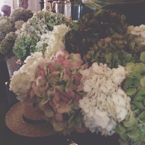 Image post by @bonnieplants on Instagram