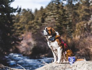 Image post by @triumphpetfood on Instagram