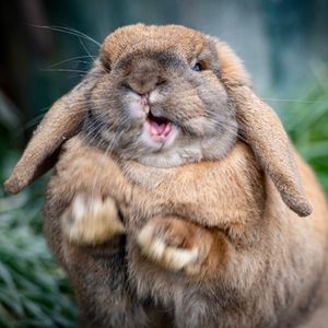 Image post by @animalplanet on Instagram