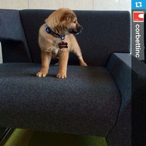 Image post by @pallastextiles on Instagram