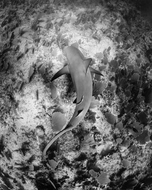 Image post by @discovery on Instagram