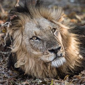 Image post by @chiawasafaris on Instagram