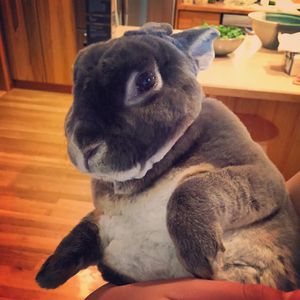 Image post by @animalplanet on Instagram