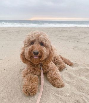 Image post by @evolvepetfood on Instagram