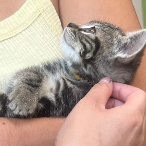 Image post by @whitmanpets on Instagram