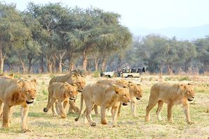 Image post by @chiawasafaris on Instagram