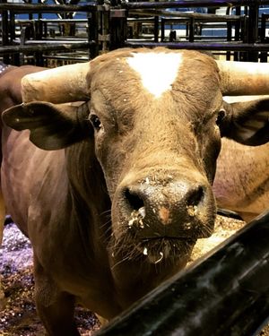 Image post by @xl_center on Instagram