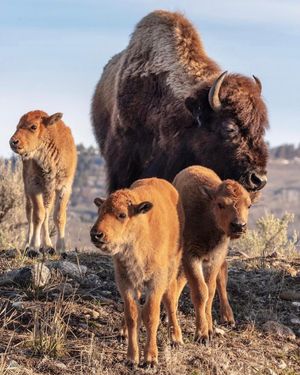 Image post by @nationalparkservice on Instagram