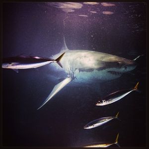 Image post by @discovery on Instagram