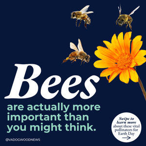 Image post by @vadogwoodnews on Instagram