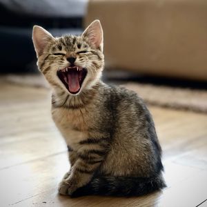 Image post by @nulopetfood on Instagram