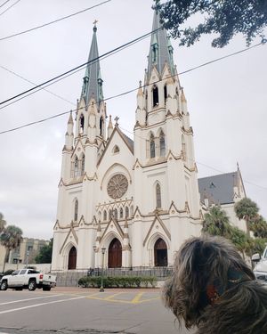 Image post by @thesavannahwolfhound on Instagram