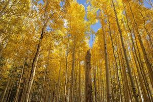 Image post by @nauflagstaff on Instagram