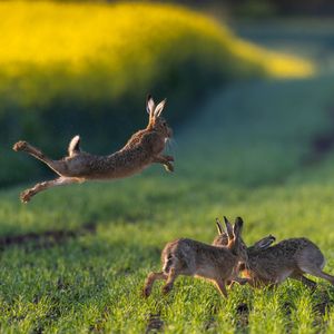 Image post by @animalplanet on Instagram