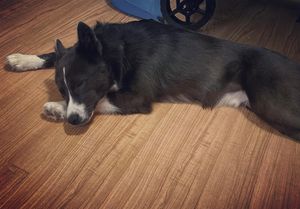 Image post by @tux_the_blue_pomsky on Instagram