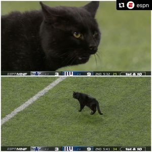 Image post by @blitztheseahawk on Instagram