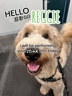 Image post by @philadelphiaeagles on TikTok