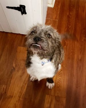 Image post by @thesavannahwolfhound on Instagram