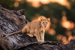Image post by @chiawasafaris on Instagram