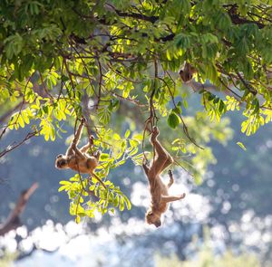 Image post by @chiawasafaris on Instagram