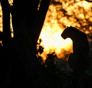 Image post by @chiawasafaris on Instagram