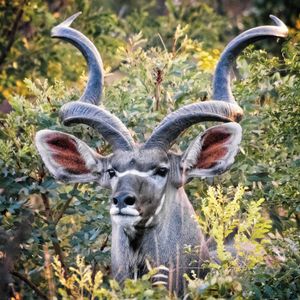 Image post by @animalplanet on Instagram