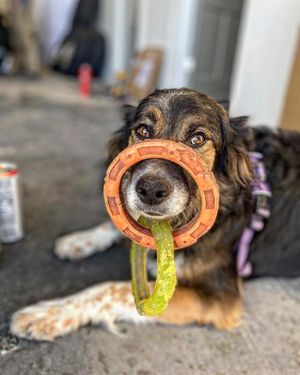 Image post by @triumphpetfood on Instagram