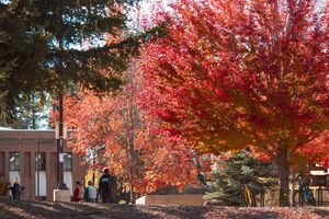 Image post by @nauflagstaff on Instagram
