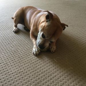 Image post by @bestforpetsmelb on Instagram