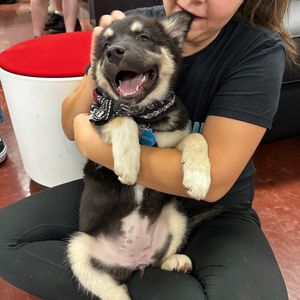 Image post by @whitmanpets on Instagram