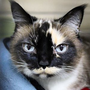 Image post by @spokhumanesoc on Instagram