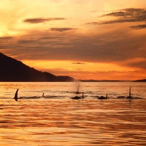 Image post by @discovery on Instagram