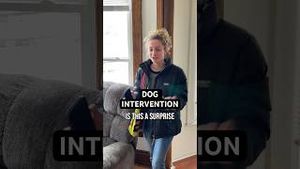 Video post by @americanhighshorts on YouTube