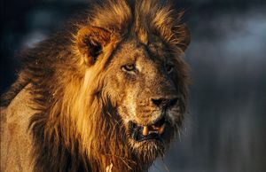 Image post by @chiawasafaris on Instagram