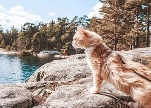 Image post by @evolvepetfood on Instagram