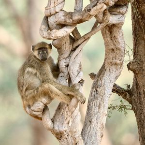 Image post by @chiawasafaris on Instagram