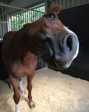 Image post by @snaffle_it on Instagram