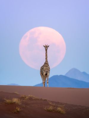 Image post by @Discovery on Twitter/X