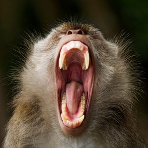 Image post by @animalplanet on Instagram