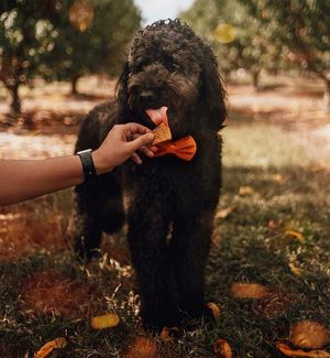 Image post by @evolvepetfood on Instagram