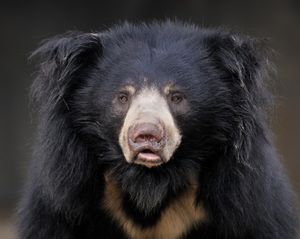 Image post by @animalplanet on Instagram
