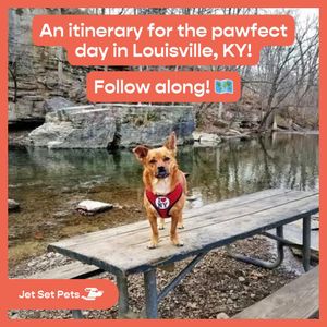 Image post by @jetsetpets on Instagram