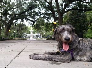 Image post by @thesavannahwolfhound on Instagram