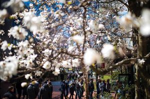 Image post by @northeastern on Instagram