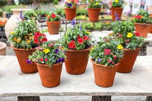 Image post by @rogersgardens on Instagram