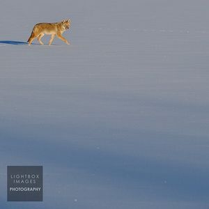 Image post by @lightboximages on Instagram