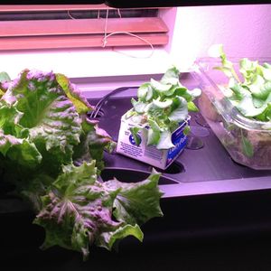 Image post by @kidsgardening on Instagram